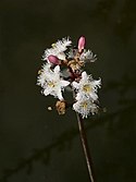 Bogbean