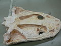 Ventral view of Metoposaurus skull cast, UALVP