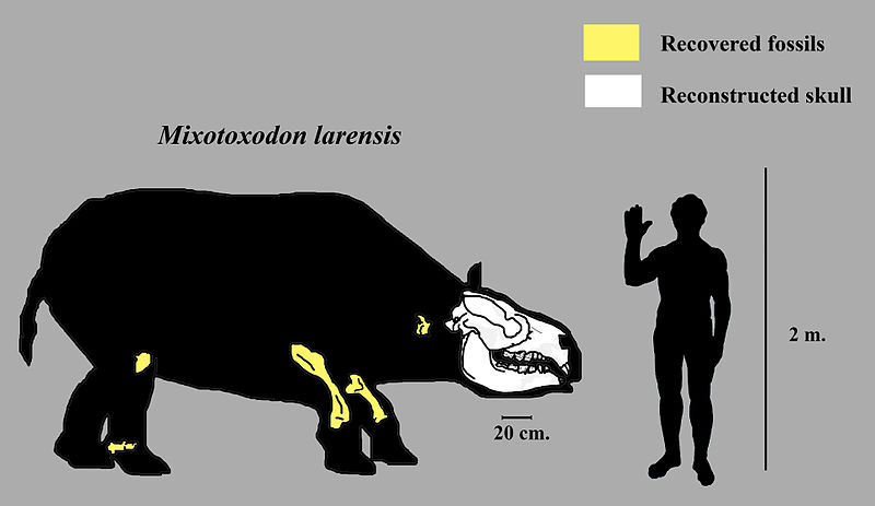 Файл:Mixotoxodon body reconstruction.jpg