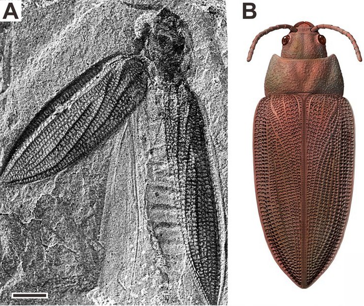 File:Moravocoleus permianus.jpg