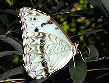 Morpho epistrophus argentinus.JPG