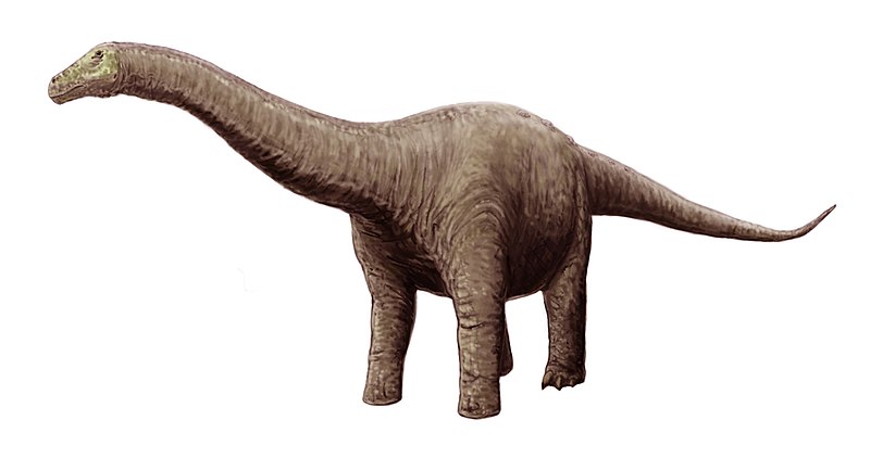 File:Neuquensaurus restoration.jpg