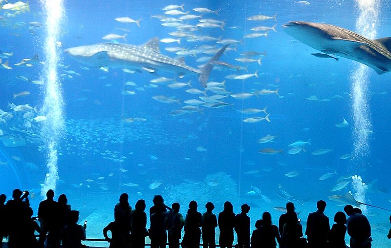 Файл:Okinawa Churaumi Aquarium.jpg