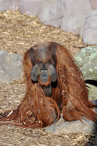 File:Orangutan - 50875989162.jpg