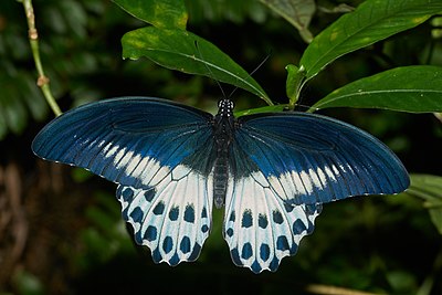 Papilio polymnestor