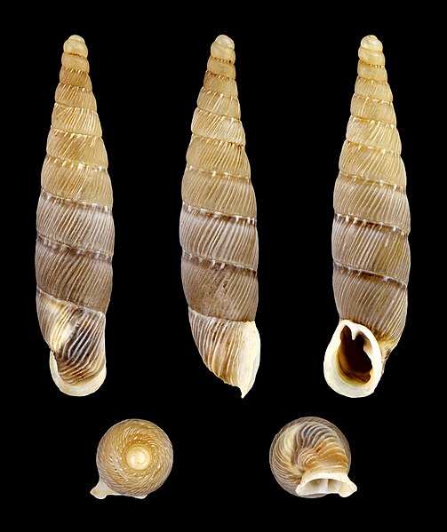 File:Papillifera papillaris affinis 01.jpg