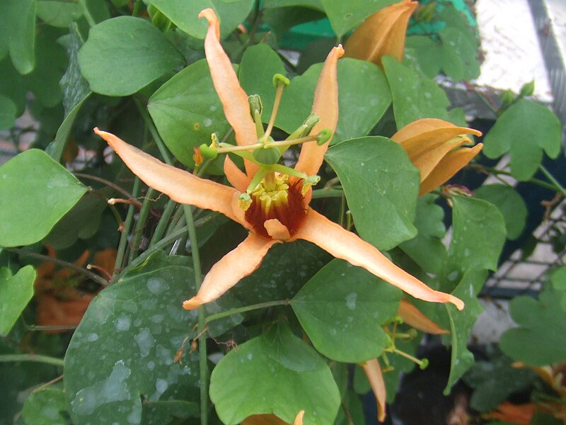 Файл:Passiflora aurantia3.jpg