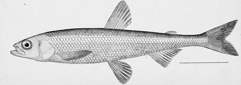 Archivo:Pond smelt illustration.jpg