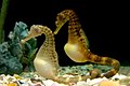 Potbelly seahorse pair link tails at the Tennessee Aquarium.