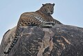 Image 9The Sri Lankan leopard (Panthera pardus kotiya) is an endangered subspecies of leopard native to Sri Lanka. (from Sri Lanka)