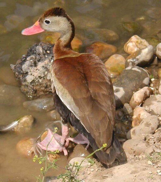 File:Red.billed.whistling.duck.600pix.jpg