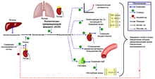 Renin-angiotensin-aldosterone system rus.png