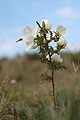 In the Dutch dunes with hoverfly.