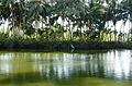 Pond associated with the Killikkurussi Mahadeva temple.