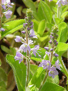 Veronica officinalis0.jpg