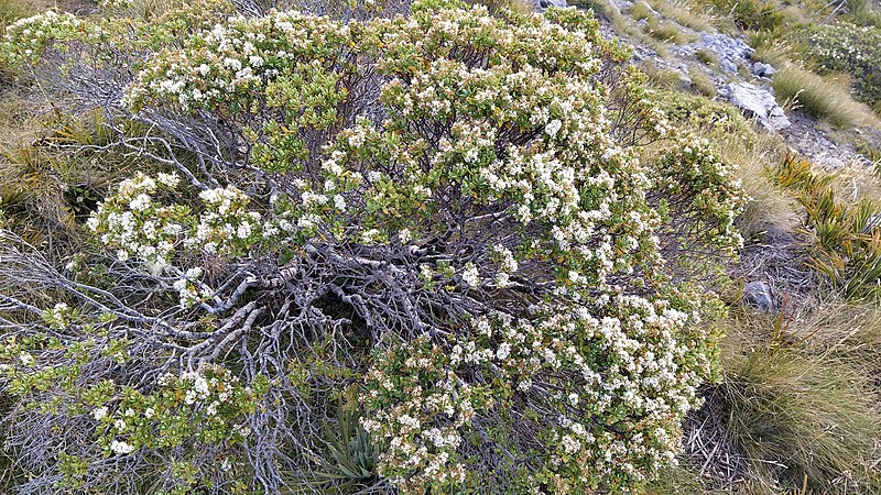 File:Veronica topiaria.jpg