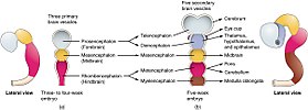 Simple drawing of the lateral view of the three primary vesicle stage of the three to four week old embryo shown in different colors, and the five secondary vesicle stage of the five week old embryo shown in different colors and a lateral view of this