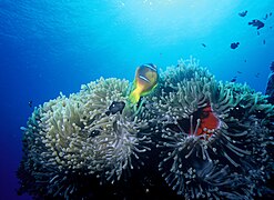 Amphiprion bicinctus y Dascyllus trimaculatus sobre H.magnifica