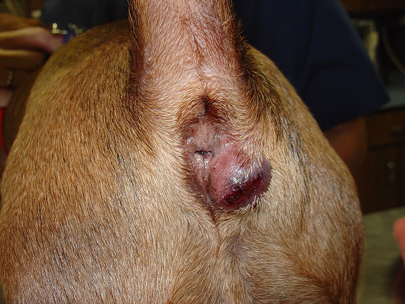 File:Anal gland abscess.JPG