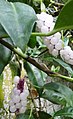 Hojas y flores de Anthurium scandens