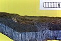 Blue asbestos (crocidolite), the ruler is 1 cm