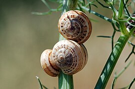 Theba pisana en la naturaleza