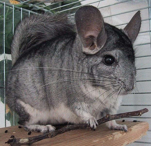 File:Chinchilla-Patchouli.jpg