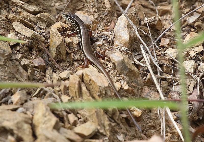 File:Ctenotus arcanus.jpg