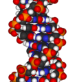 Image 32Francis Crick and James Watson discover the spiral structure of DNA (from 1950s)