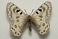 Parnassius delphius maximinus