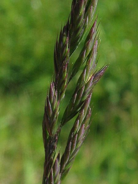 File:Festuca rubra detail.jpeg