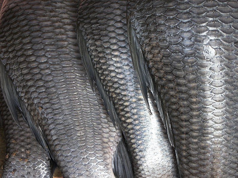 Файл:Fish scales.jpg