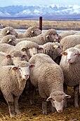 A research flock of sheep at the U.S. Sheep Experiment Station near Dubois, Idaho