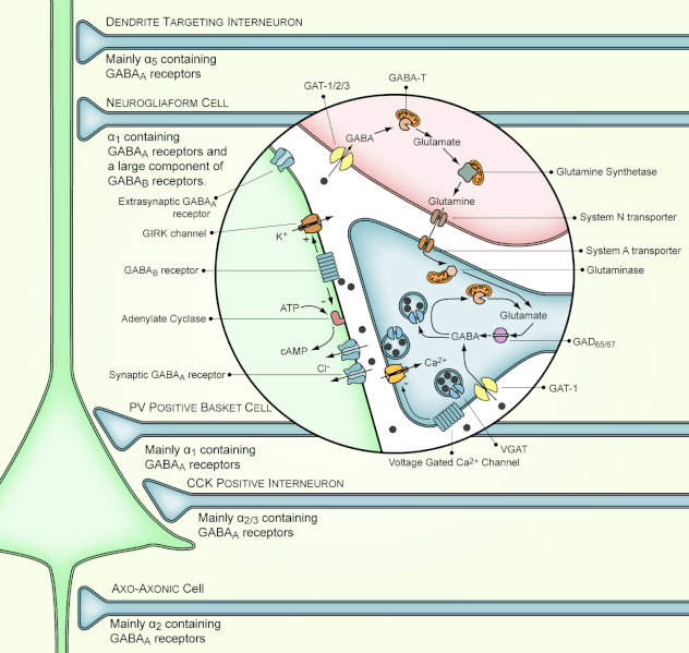 File:GABAergic-synapse.gif