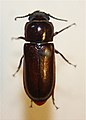 Longhorned Beetle, Neandra brunnea