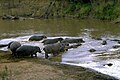 Image 7Badiar National Park (from Guinea)