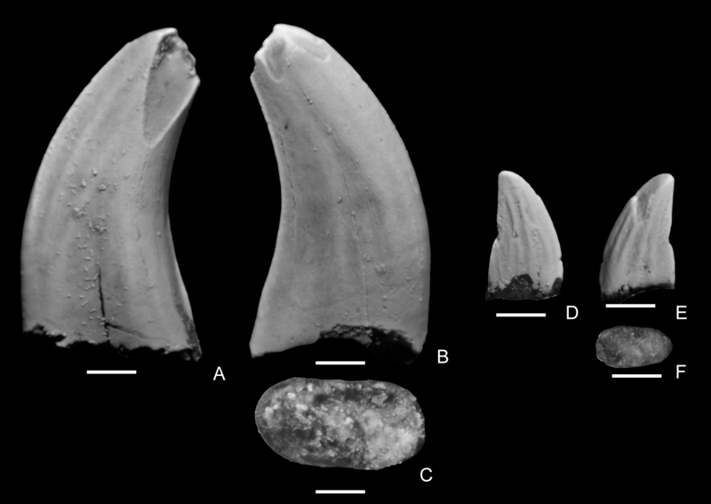 File:Paronychodon.png