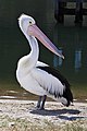 Australian Pelican