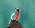 Male Pyrrhuloxia in Tucson, Arizona