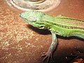 Thumbnail for Cnemidophorus sexlineatus viridis