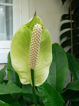 Spathiphyllum floribundum