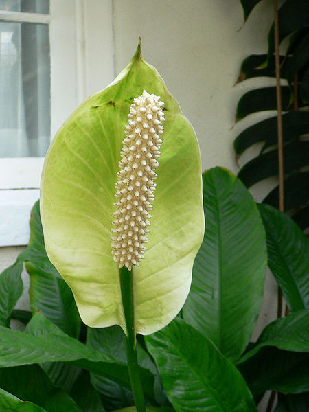 Файл:Spathiphyllum floribundum1.jpg