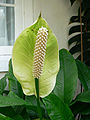 Spadix of Spathiphyllum floribundum.