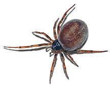 Steatoda bipunctata female (aka).jpg