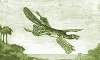 A hypothetical "Tetrapteryx", as imagined by William Beebe (1915).