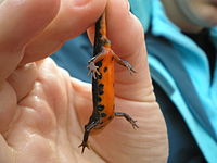 A newt held up by its tail, exposing the orange underside