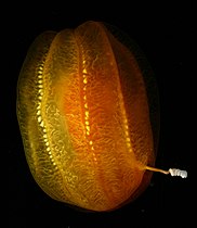 Egg-shaped cydippid ctenophore