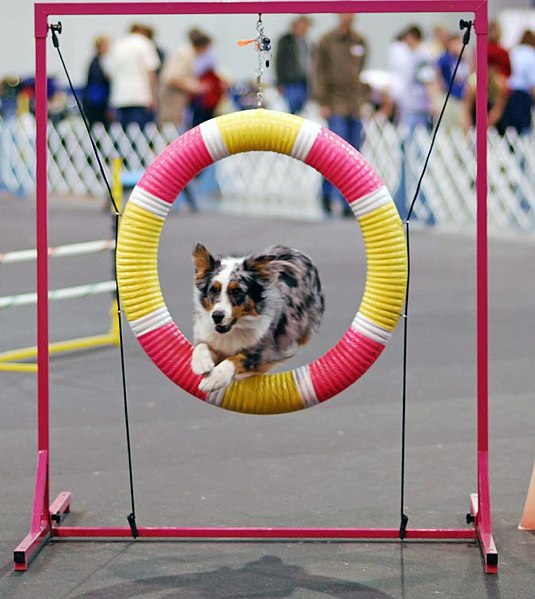 File:Australian Shepherd agility cropped.jpg