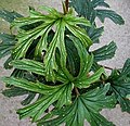 Begonia aconitifolia