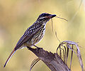 Thumbnail for Streaked flycatcher